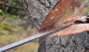 S J Tree Landscaping & Snow Removal