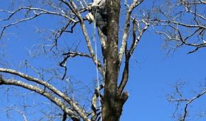 ACWW Land Management