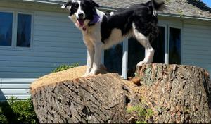 Morning Star Tree Company