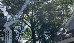 Malverde Tree Services