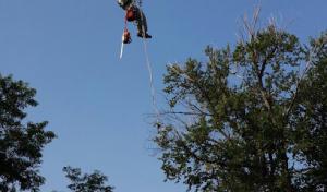 A-1 Natural Arbor Care