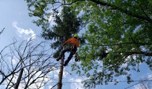 Godoy's Tree Services