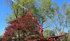 All American Tree Care