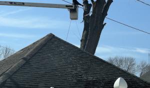 Eduardos Tree Service