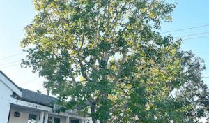 Betterment Tree Health Care