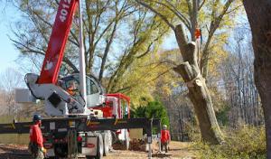R & R Tree Service