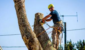 Pacifica Tree Services