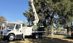 Dogwood Tree Service
