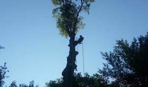 Fellers Tree Removal