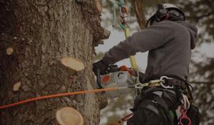 Holtslander & Sons Tree Service
