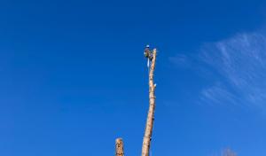 Over The Top Tree Service