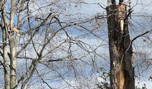 Julio's Tree & Landscaping Services