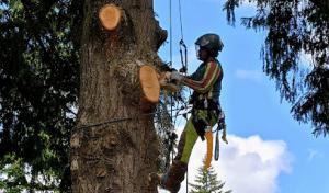 Tree Pros/ Restoration Pruning