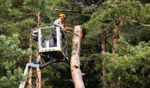 All Seasons Tree Services