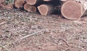 Country Tree Services