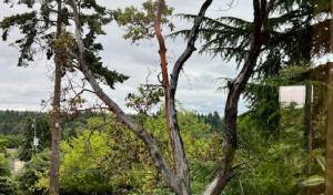 Corona Tree Service of Santa Clara