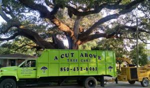 A Cut Above Tree Care