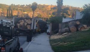 TSL Tree Service & Landscaping