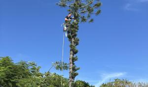 Loggerhead Palm & Tree Service
