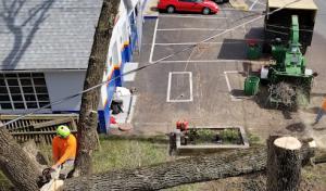 Precision Tree Care
