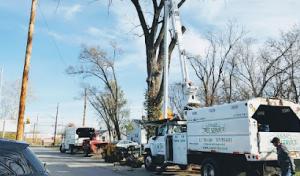 ASAP Tree & Crane Services