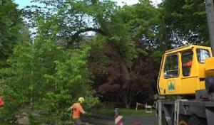 Elgin Tree Service