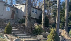 Olmedo Tree Service & Demolition LLC - Stump Grinding Service, Tree Maintenance Service