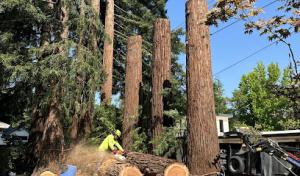 JMV Tree Services