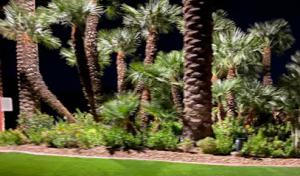 Palm Desert Tree Service