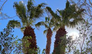 Macario's Tree Service