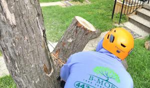 B More Tree Services