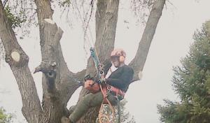 Gemi Tree Tree Trimming & Removal