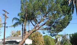 Easy Does It Tree Service