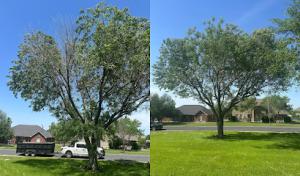 Leander Tree Care