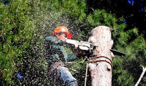 Cortez Tree Service & Landscaping