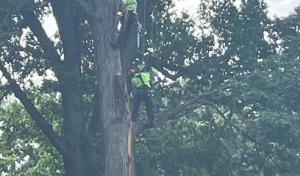 Ripley Tree Service