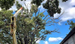 Charleston WV Tree Service