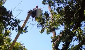 B Jones Tree Services