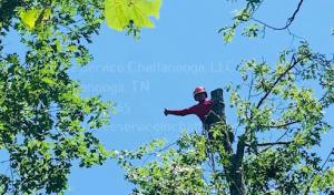 Tree Service Chattanooga