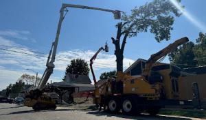 Accurate Tree Service