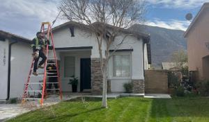 Sergio's Tree Service