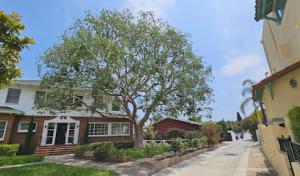 San Diego Tree Service Contractor