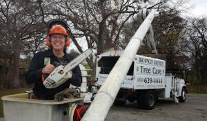 Branch Office Tree Care