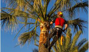 Beach Tree Service