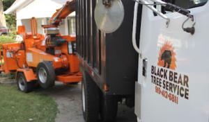 Black Bear Tree Service