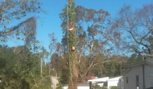 Tommy Hill Tree Service