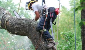 Frisco Tree Service & Stump Grinding