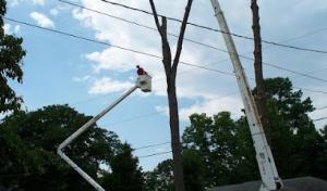 Linander's Tree Service