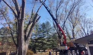 Vertical Landscaping