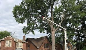 Robles Tree Services